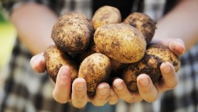 To hender holder frem en bunke med poteter med jord på.