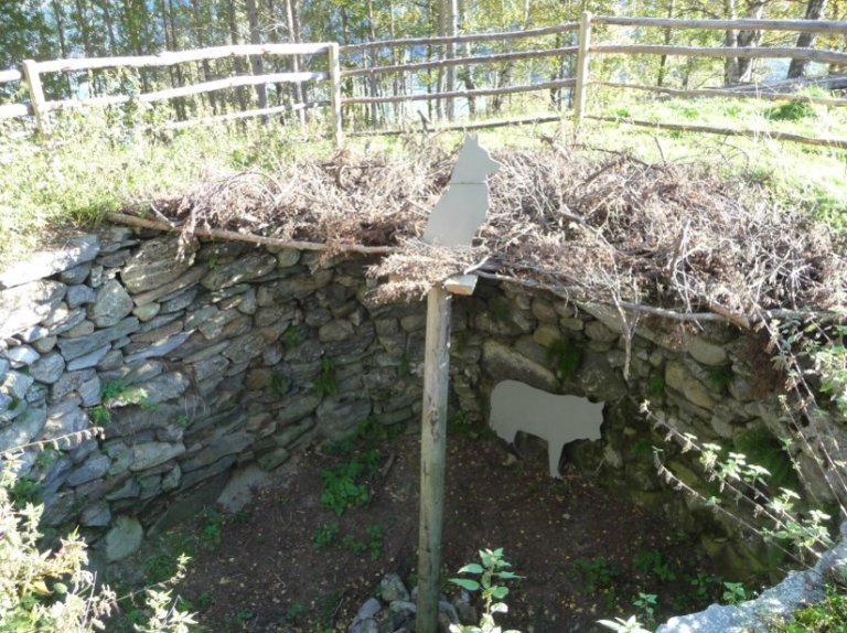 Ulvegrava med lokkehund og ulv. Med enkle middel har ein illustrert korleis ein meiner ulvegrava vart brukt. Ho vart dekt med greiner og kvist, og eit lokkedyr vart tjora på en plattform midt over grava. Nordherad, Innlandet_Foto Stig Horsberg.