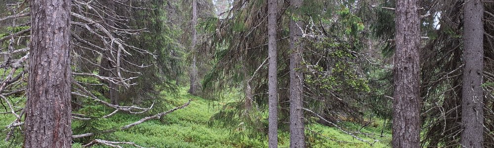 Skog