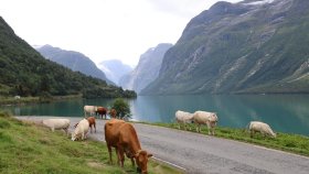 Kuer mot brevann og fjell Bring seter ved Loenvatnet Stryn, Sogn og Fjordane Foto Oskar Puschmann