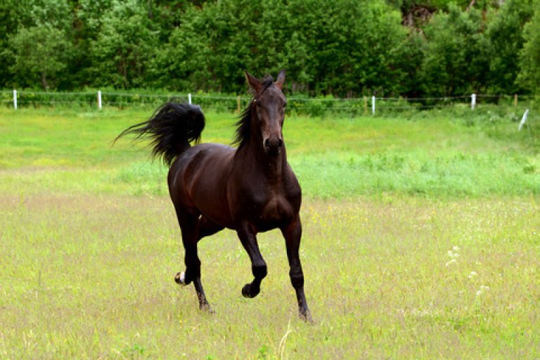 Sort hest, varmblodstraver, som beiter grønt gress på innmarksbeite med et hvitt gjerde i bakgrunnen.