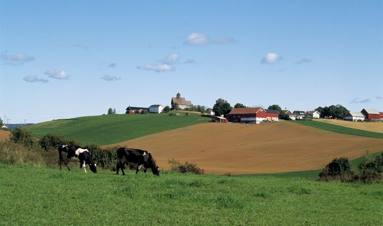 Landskapsskjøtsel ved Tingelstad gamle kirke. Fotograf Arve Kjersheim 