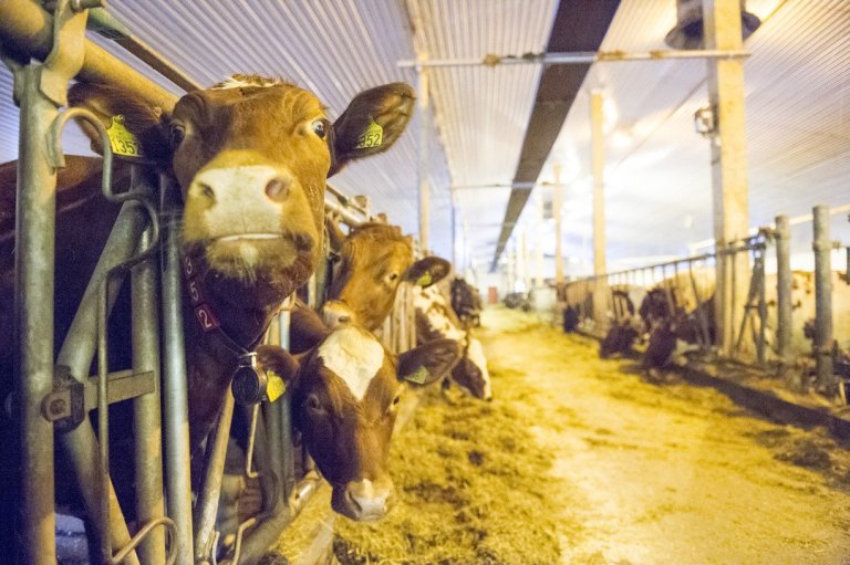 Bilde av kyr i et fjøs.   