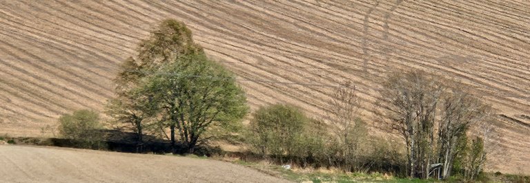 Nypløyd åker på våren, linjer i brunt jord-landskap og trerekke.