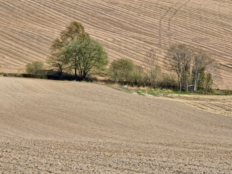 Nypløyd åker på våren, linjer i brunt jord-landskap og trerekke.