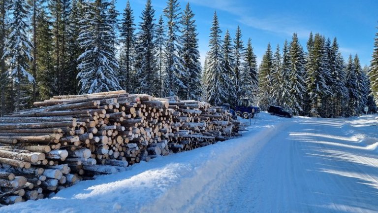 Skogsdrift med tømmerlunne og maskiner