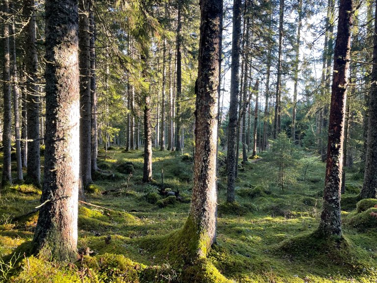 Fredfylt skoglandskap ved Rauåsen i Steinkjer en stille høstdag i oktober.     