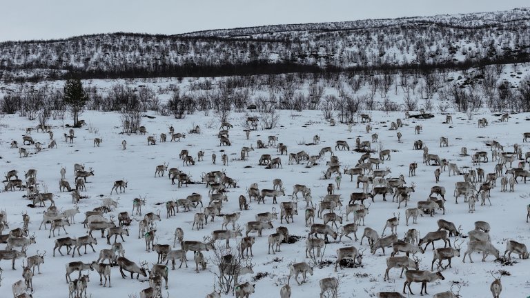 Reinflokk på vidda med snø og trær i bakgrunnen i vintermørke Finnmark.
