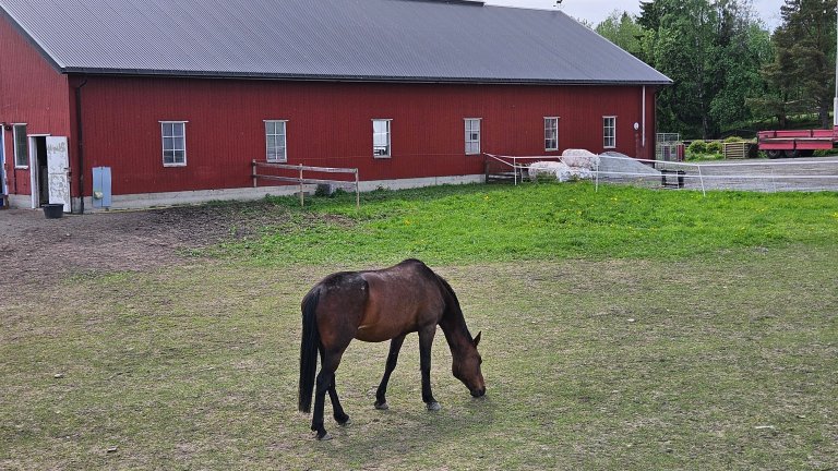 Hest som spiser gress på gårdstun foran rød stall.