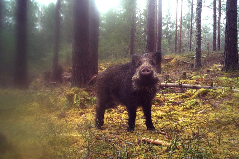 Bilde viser villsvin i Norge. 